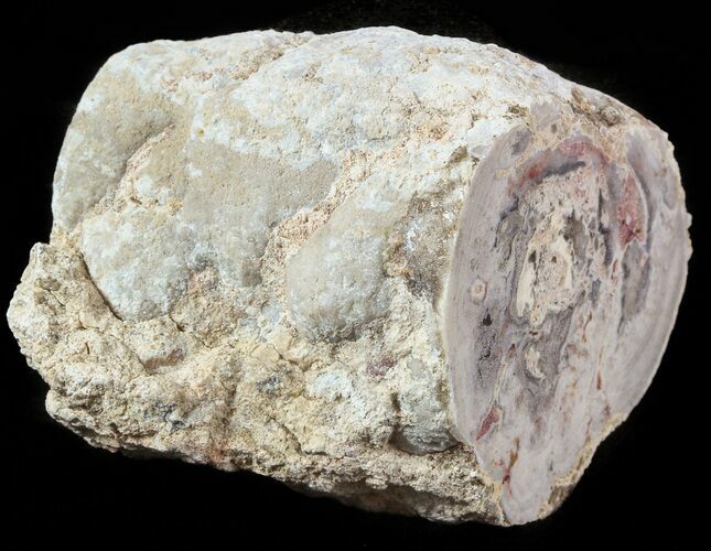 Stromatolite Covered Petrified Wood Limb - California #47052
